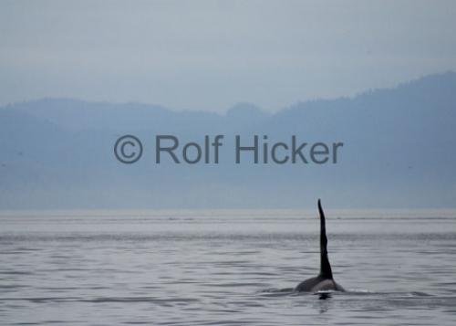 Photo: 
CRW 6667
