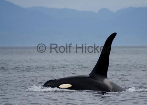 Photo: 
alaska whale watching
