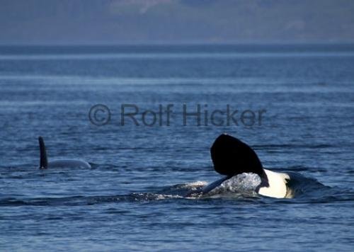 Photo: 
CRW 6859