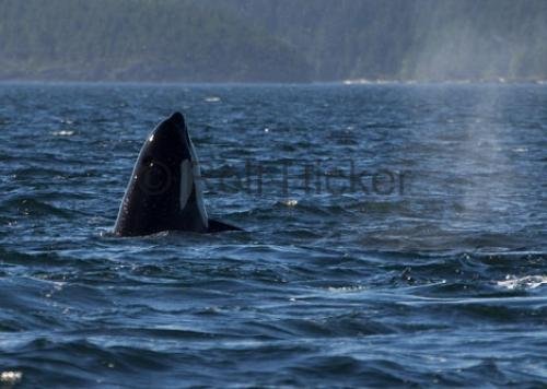 Photo: 
CRW 6969