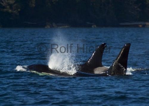 Photo: 
CRW 7020