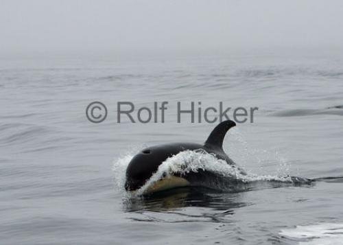 Photo: 
CRW 7049