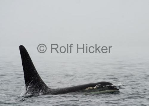 Photo: 
CRW 7052