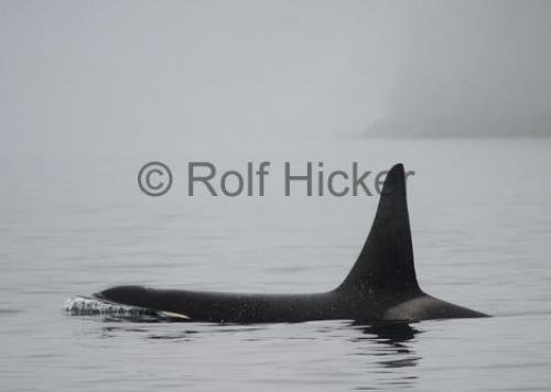 Photo: 
CRW 7059