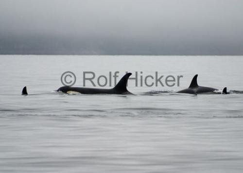 Photo: 
CRW 7066