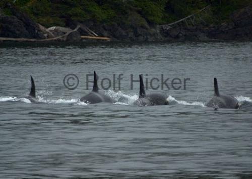 Photo: 
CRW 7137
