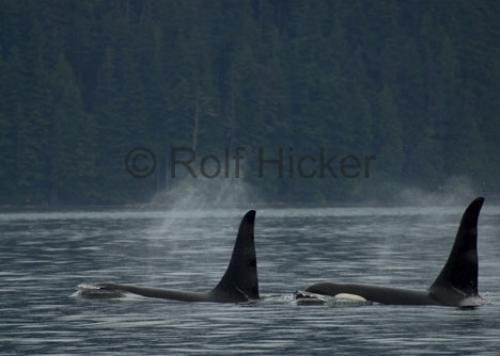 Photo: 
CRW 7154