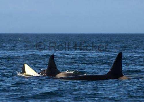 Photo: 
CRW 7252