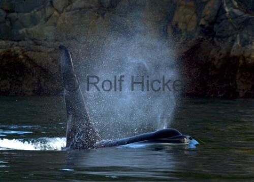 Photo: 
CRW 7275