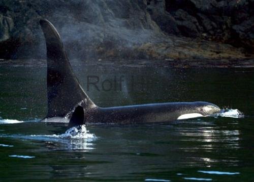 Photo: 
CRW 7286