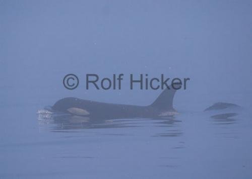 Photo: 
CRW 7835