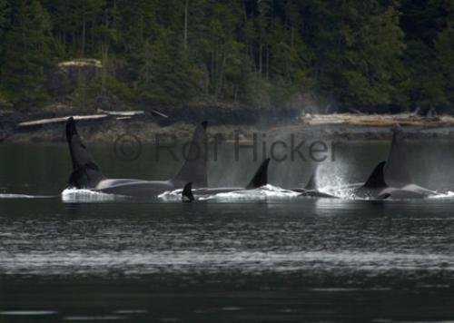 Photo: 
CRW 8005