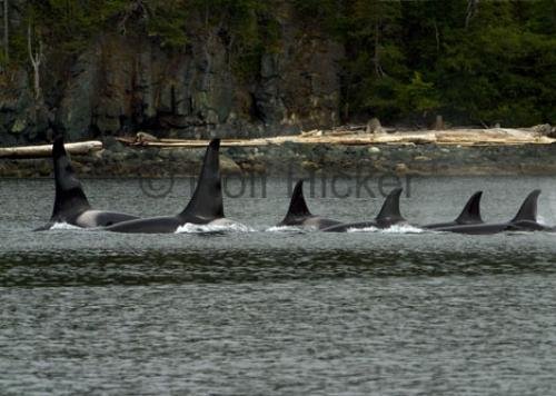Photo: 
CRW 8068