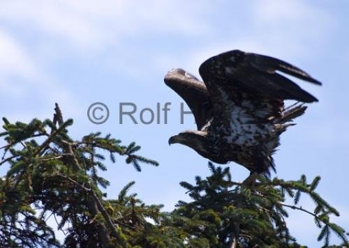 Photo: 
immature bald eagle