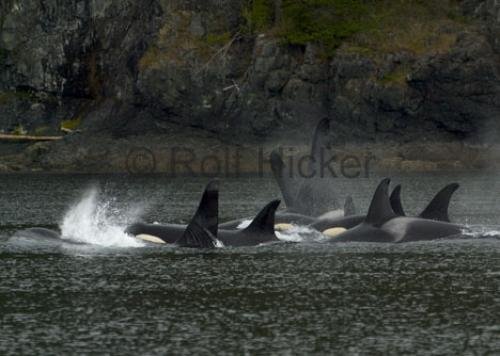 Photo: 
CRW 8074