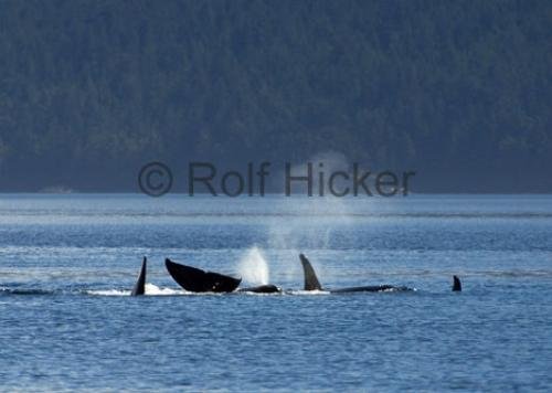 Photo: 
CRW 8102