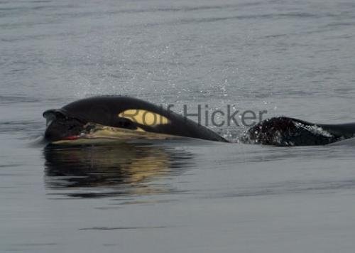 Photo: 
CRW 8156