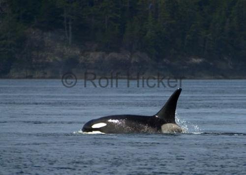 Photo: 
CRW 8171