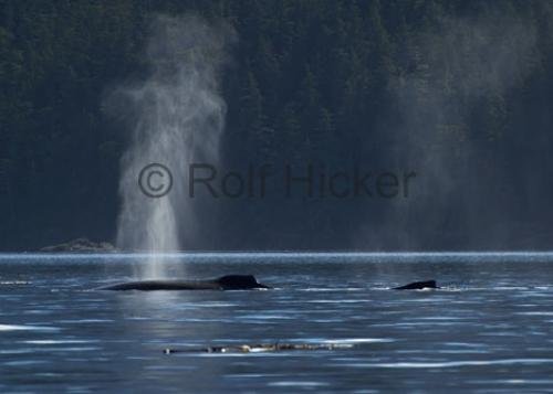 Photo: 
CRW 8177