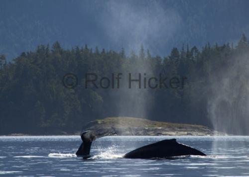 Photo: 
CRW 8185