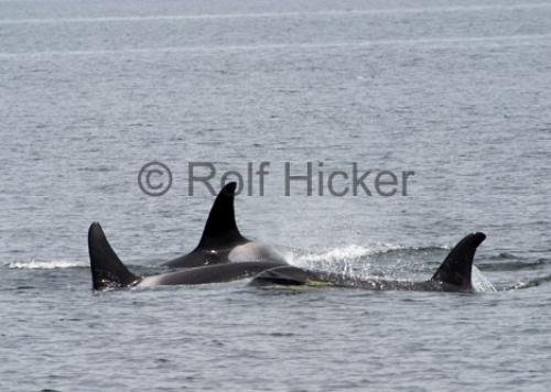 Photo: 
Killer Whales CRW 8481