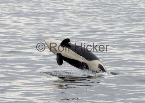 Photo: 
killer whale pictures
