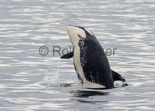 Photo: 
Killer Whales CRW 8606