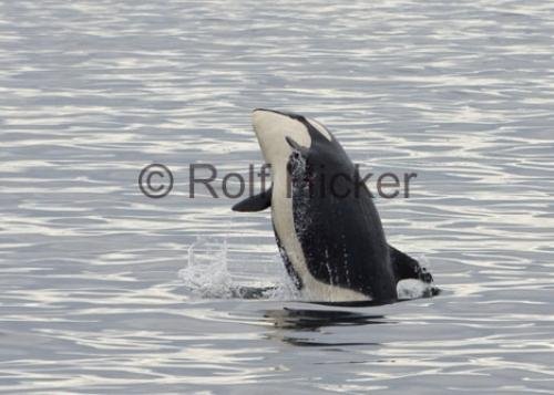 Photo: 
Whales And Killer Whales Springer Breaching