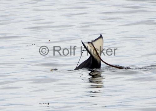 Photo: 
Killer Whales CRW 8653