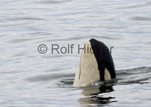 Photo: 
A73 Springer killer whale photos