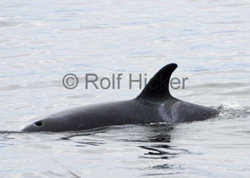 Photo: 
Orca Whales CRW 8688