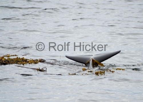 Photo: 
Killer Whales CRW 8704