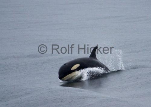 Photo: 
CRW 8732