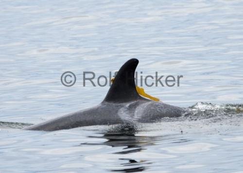 Photo: 
Killer Whales CRW 8741