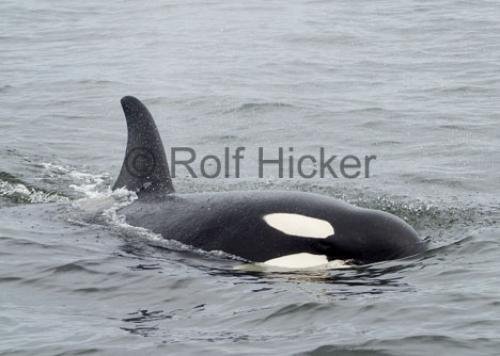 Photo: 
Orca Whales CRW 8753