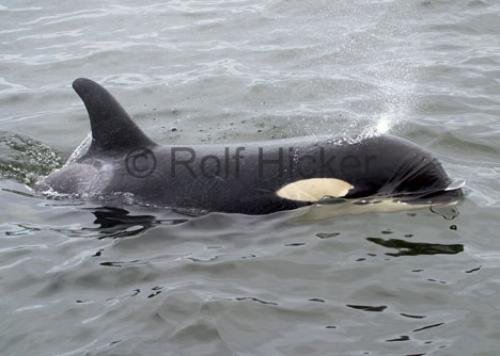 Photo: 
Orca Whales CRW 8766