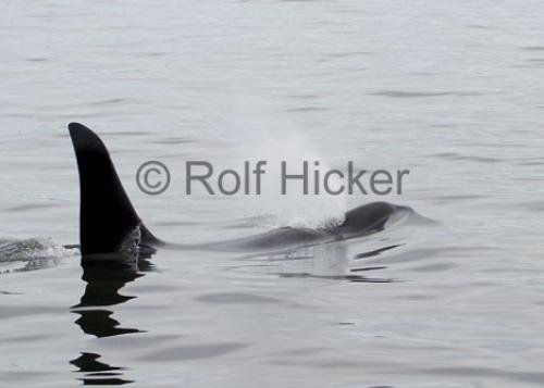 Photo: 
Orca Whales CRW 8796