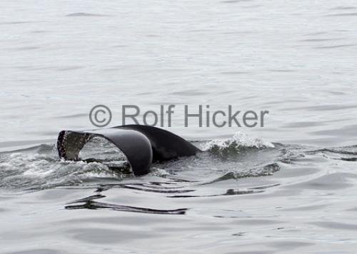 Photo: 
Orca Whales CRW 8802