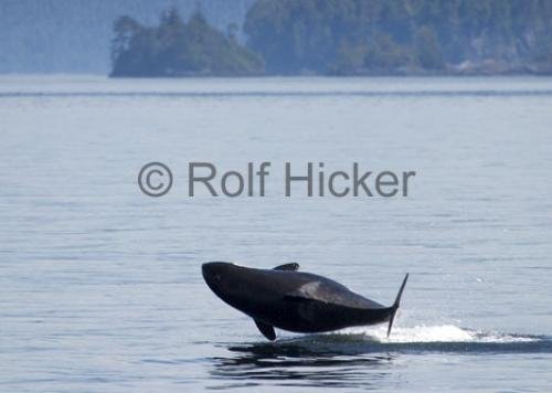 Photo: 
Orca Whales CRW 8949