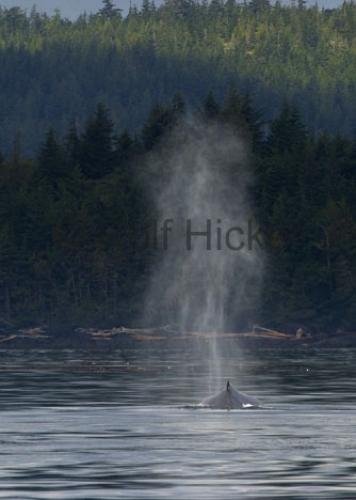 Photo: 
CRW 8975