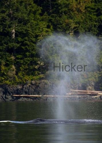 Photo: 
CRW 8987