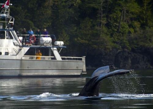 Photo: 
Whale Watching Tour Lukwa Telegraph Cove