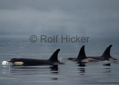 Photo: 
CRW 9025