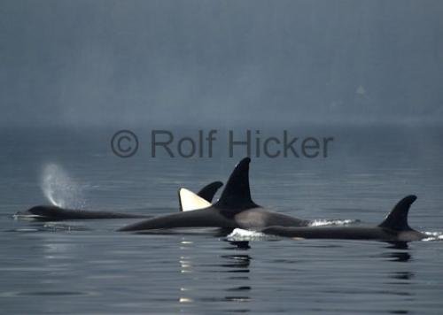 Photo: 
whales of canada
