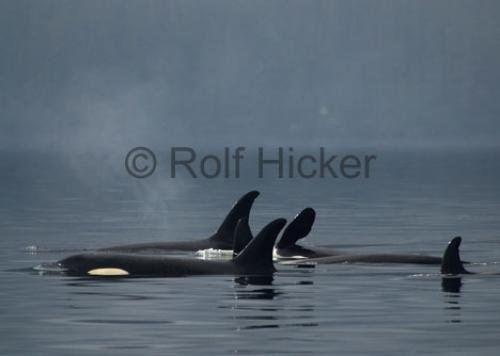 Photo: 
CRW 9030