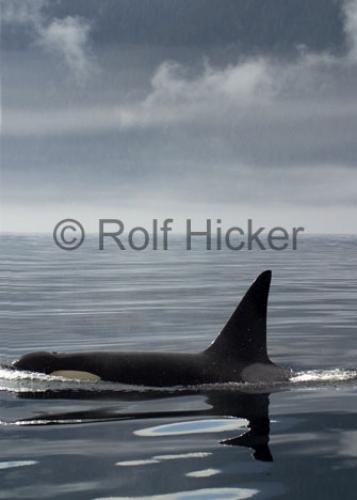 Photo: 
CRW 9039