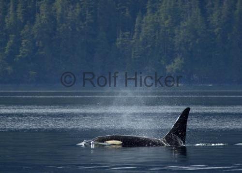 Photo: 
CRW 9066