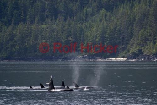 Photo: 
Killer Whales CRW 9073