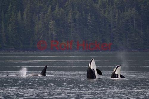 Photo: 
Orca Whale watching double spy hop