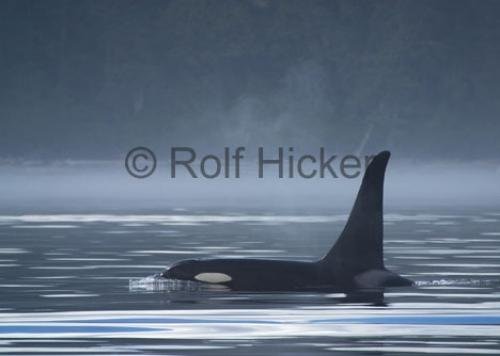 Photo: 
CRW 9080
